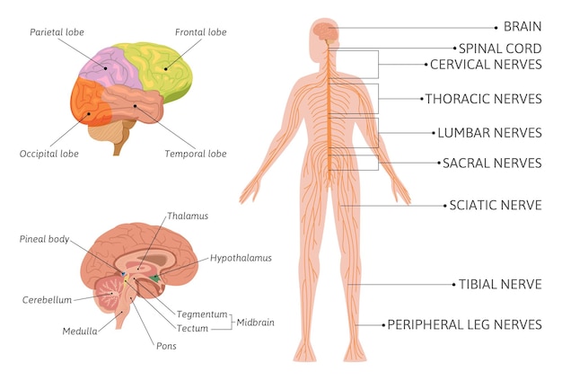 Human Nervous System Infographics