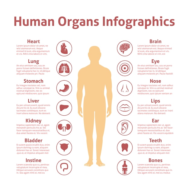 Human organs icons with male figure infographics set vector illustration