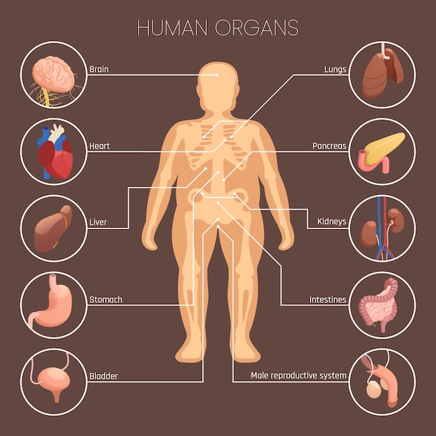 Free vector human organs infographic set with percentage and statistics symbols isometric vector illustration