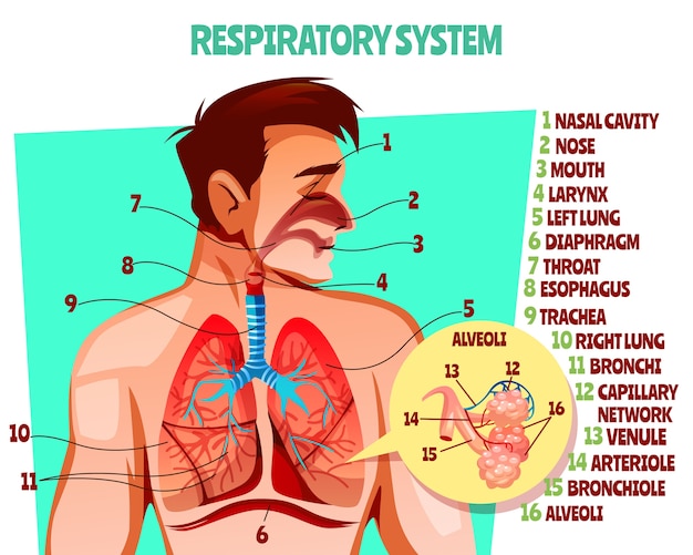 Human respiratory system illustration. Cartoon medical design of man body with lungs