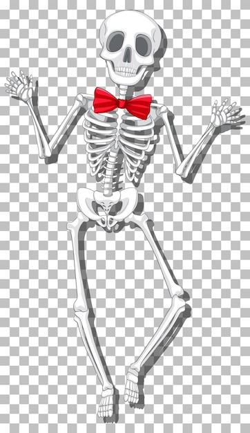 Free vector human skeleton on grid background