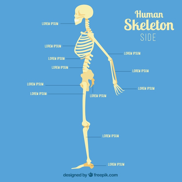 Free vector human skeleton profile