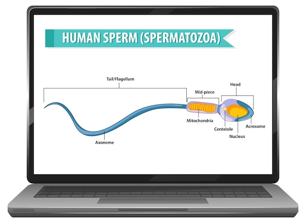 Human sperm on laptop desktop