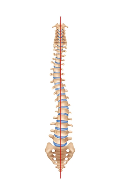 Human spine anatomy scoliosis composition with isolated image of curved spine with bones and straight line vector illustration