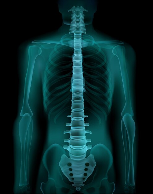 Human spine and pelvis realistic x-ray ct radiography fluoroscopy medical screening  exam image