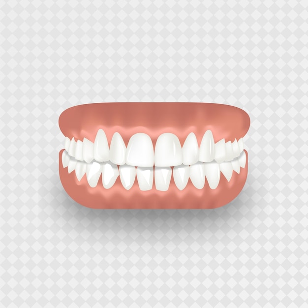 Human teeth realistic jaw on a transparent background