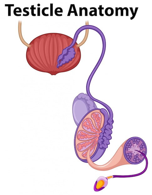 Human Testicle Anatomy on White Background