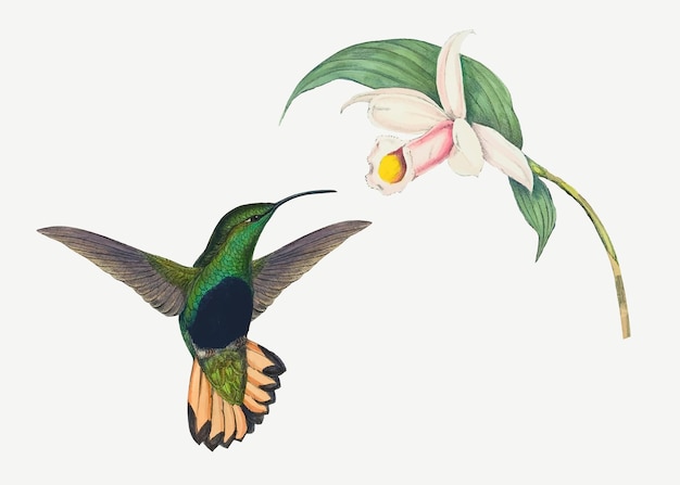 Hummingbird vector animal art print, remixed from artworks by John Gould and Henry Constantine Richter