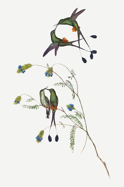 Free vector hummingbirds vector animal art print, remixed from artworks by john gould and henry constantine richter