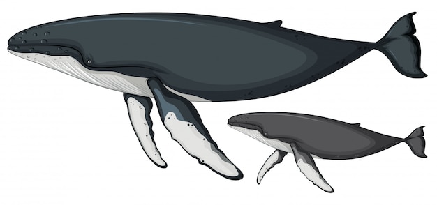 Free vector humpback whale on white background