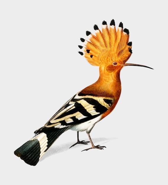 Free Vector huppe commune (hoopoe) illustrated by charles dessalines d'orbigny (1806-1876). 