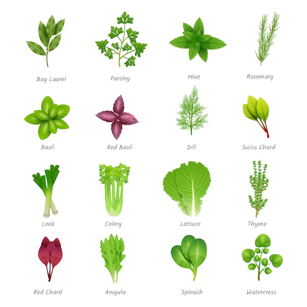 Icons set of different special herbs 