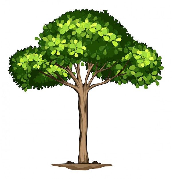 An idolated tree on white background