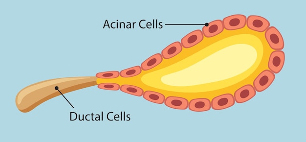 Free vector illustration of acinar and ductal cells