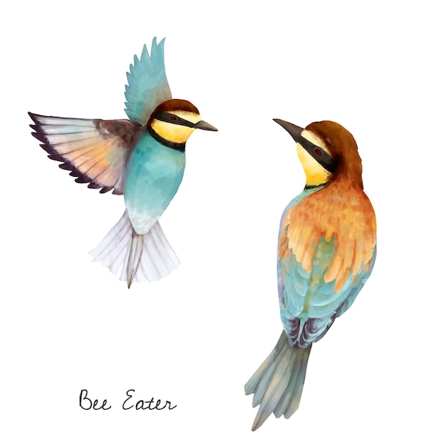 Free vector illustration of bee eater bird isolated on white background