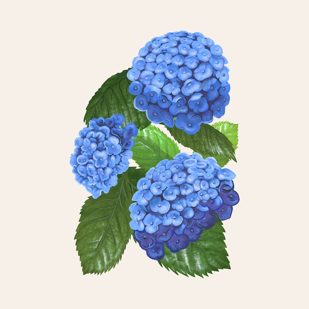 Free vector illustration drawing of hydrangea