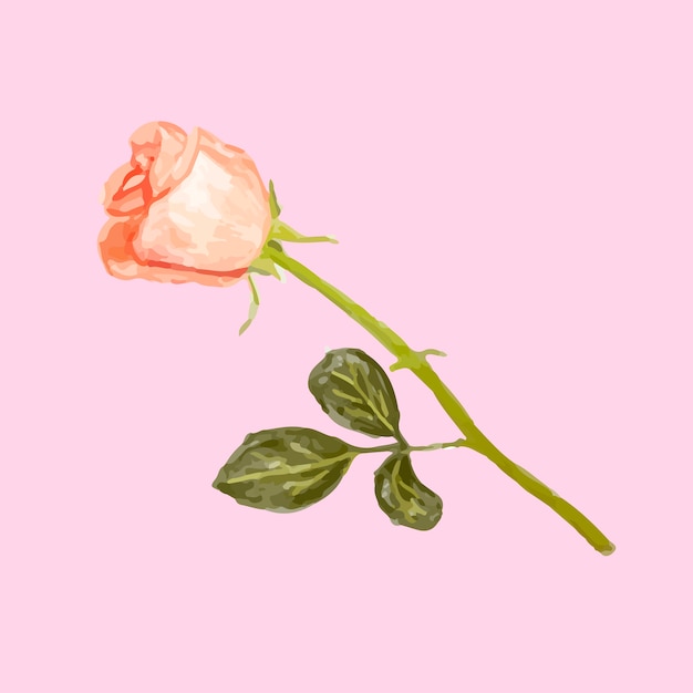 Free Vector illustration of drawing rose flower