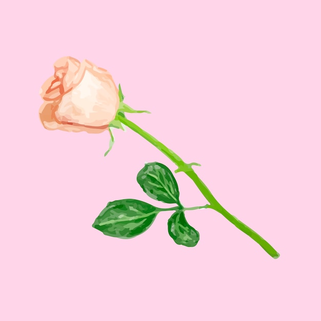 Free Vector illustration of drawing rose flower