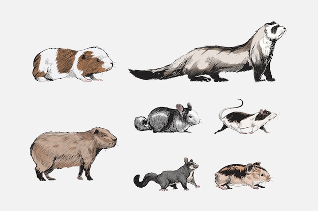 Free Vector illustration drawing style of animal collection