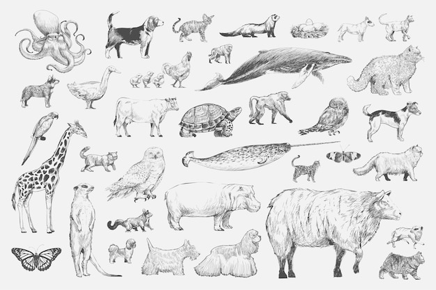 Free Vector illustration drawing style of animal collection