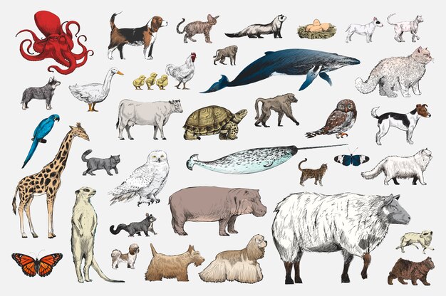 Illustration drawing style of animal collection