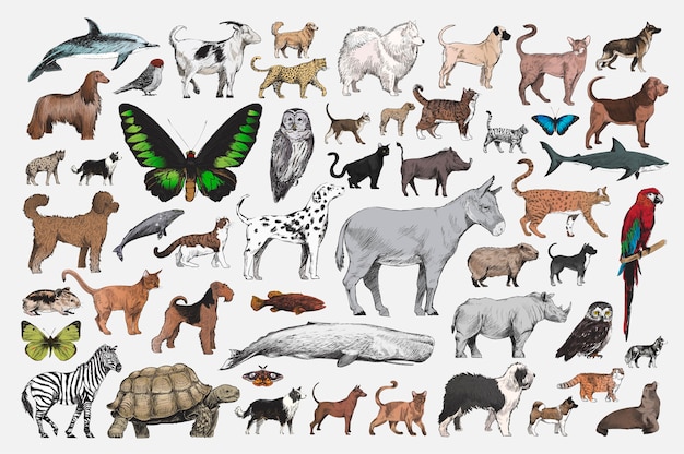 Illustration drawing style of animal collection