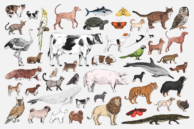 Illustration drawing style of animal collection