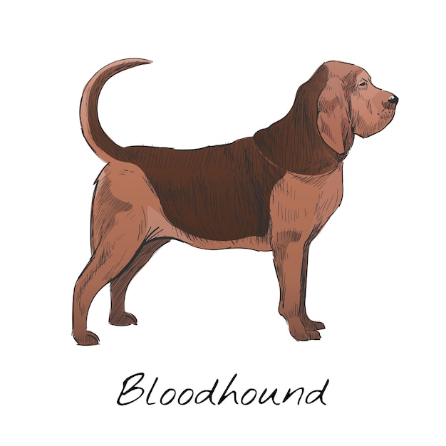 Illustration drawing style of dog