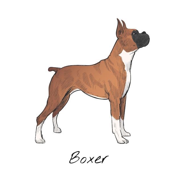 Illustration drawing style of dog