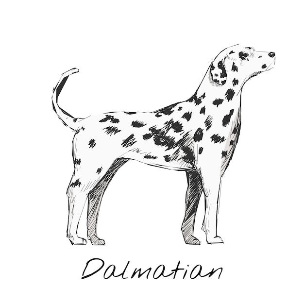 Illustration drawing style of dog