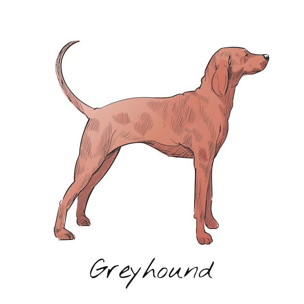 Free Vector illustration drawing style of dog