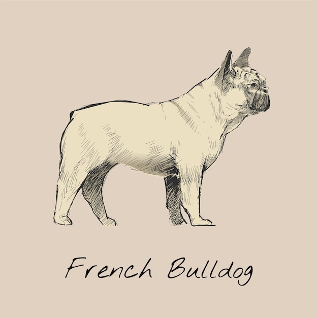 Illustration drawing style of dog