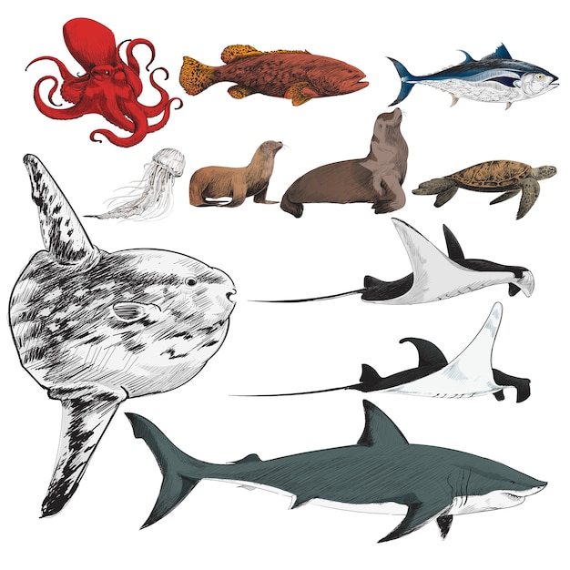 Illustration drawing style of marine life collection