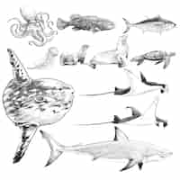 Free vector illustration drawing style of marine life collection