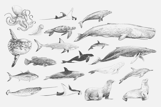 Free vector illustration drawing style of marine life collection