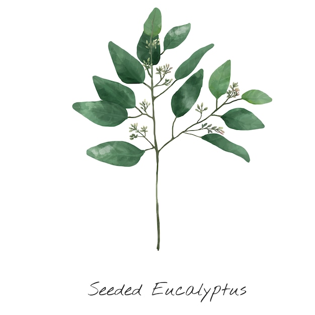 Free Vector illustration of eucalyptus isolated on white background.