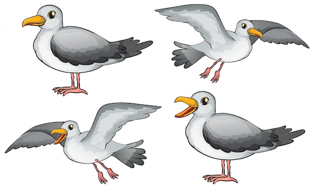 Free Vector illustration of four birds on a white background