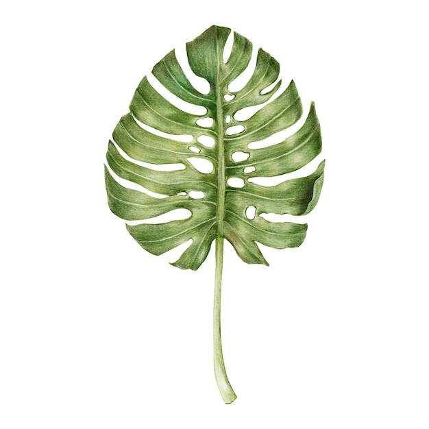 Free Vector illustration of green leaf watercolor style