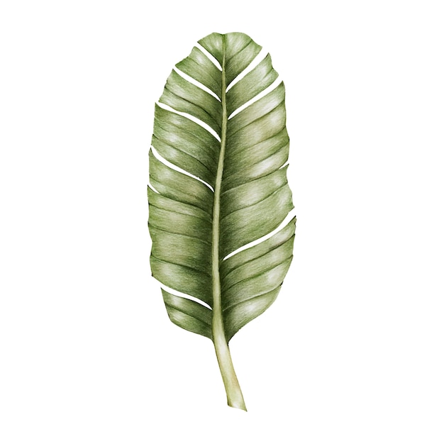 Illustration of green leaf watercolor style