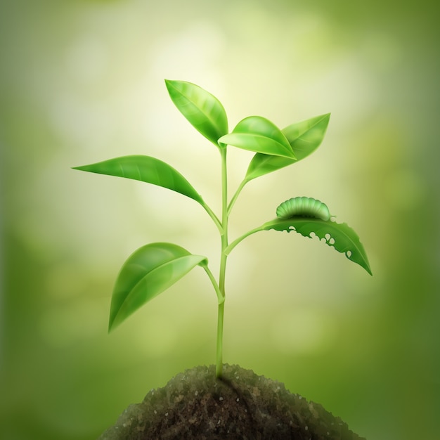 Free Vector illustration of green young sprout growing in soil