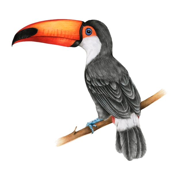 Free vector illustration of hornbills bird watercolor style