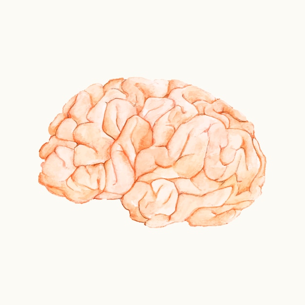 Free vector illustration of a human brain