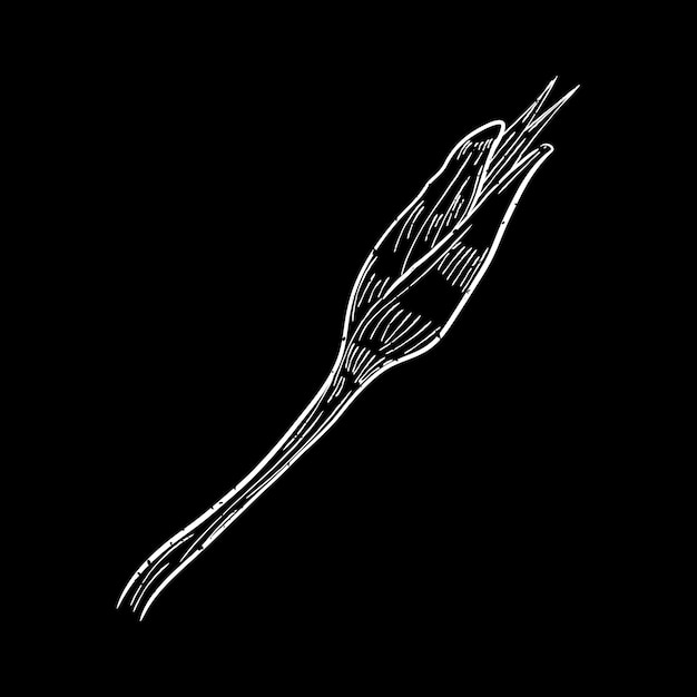 Illustration of plant