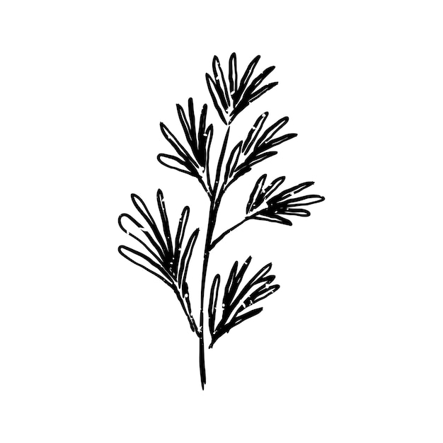 Illustration of plant