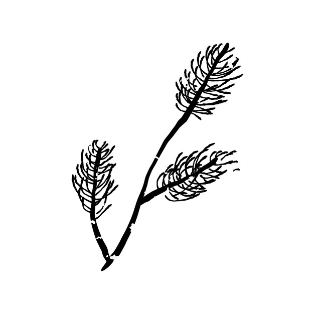 Illustration of plant