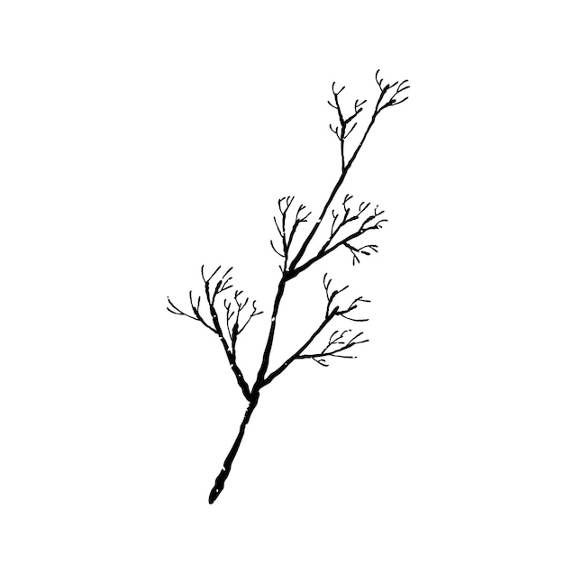 Illustration of plant