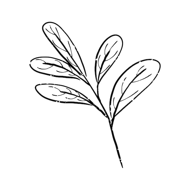 Illustration of plant