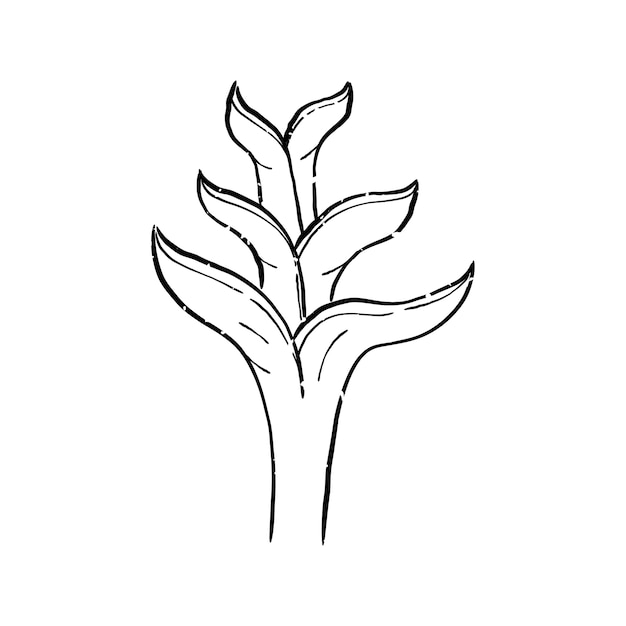 Illustration of plant