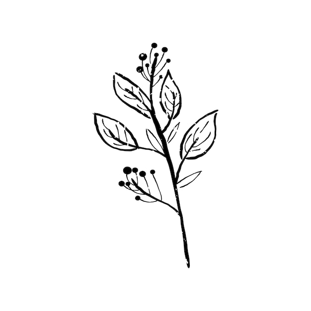 Illustration of plant