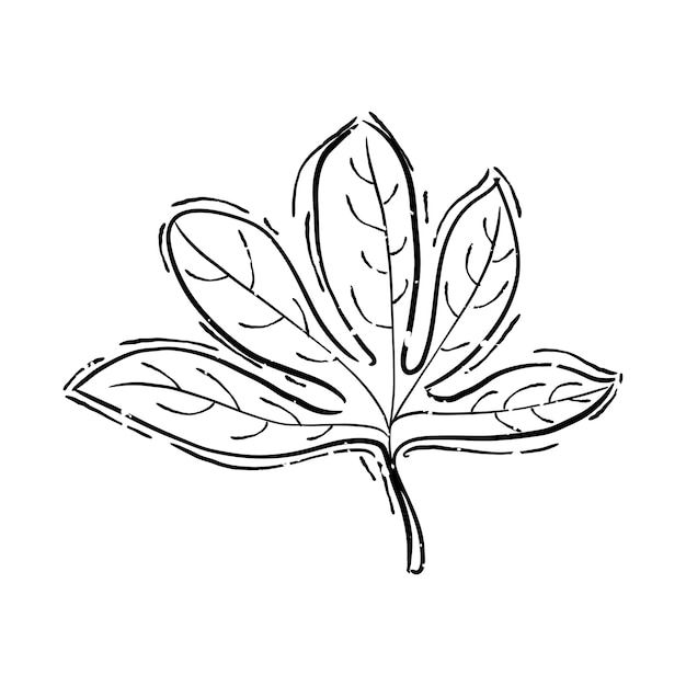 Illustration of plant